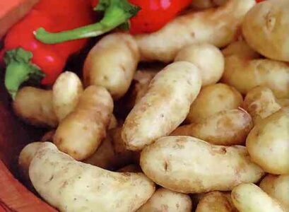 One Potato, Two Potato: Growing Fingerling Potatoes Image